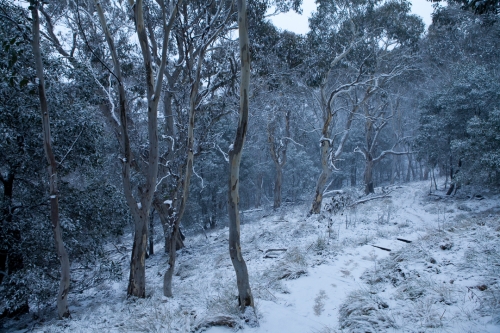 Walking track in snow conditions